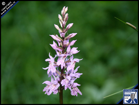 Lietuviška orchidėja