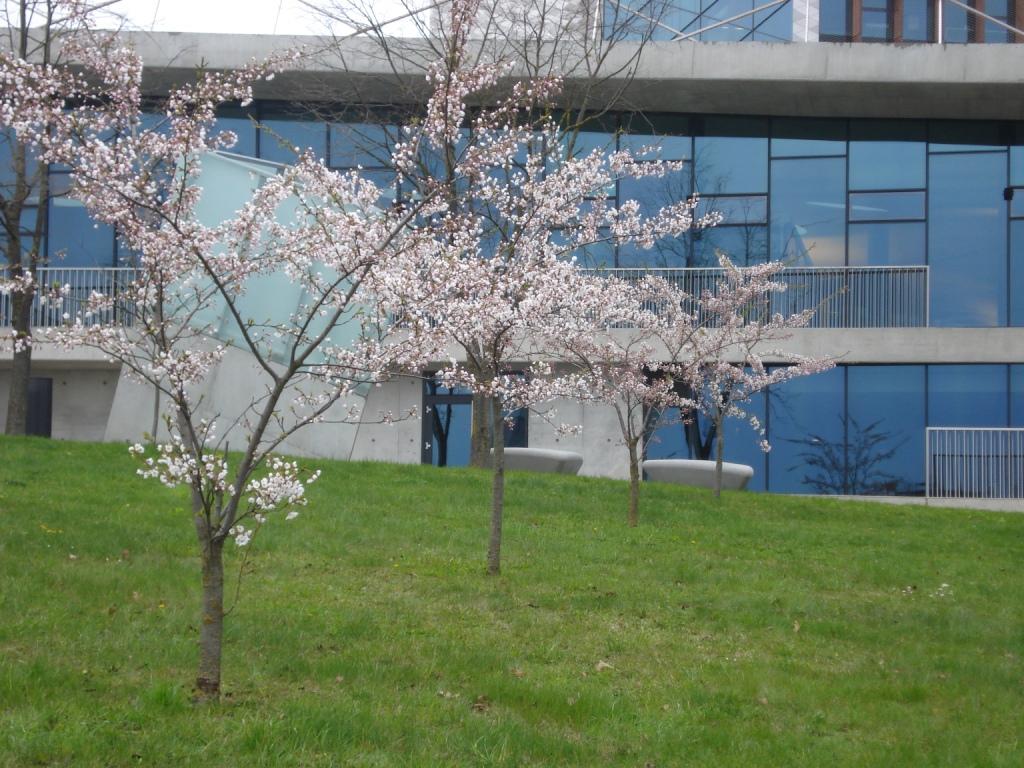 Vilniuje pražydo japonų diplomatui Čijunei Sugiharai atminti skirta sakurų alėja