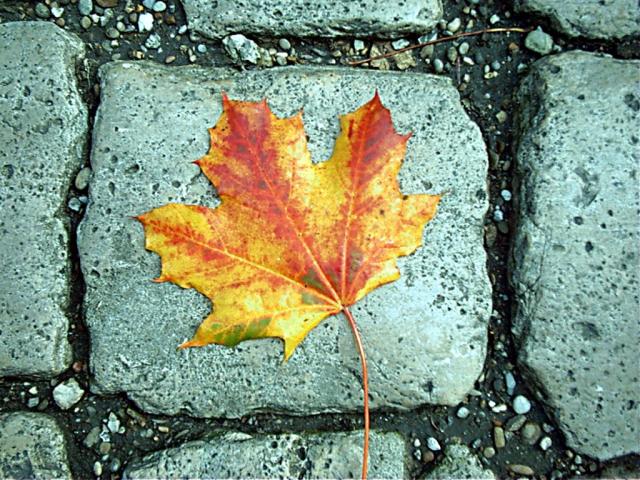 fall-autumn-leaf1